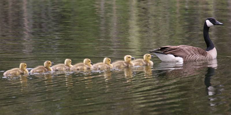 Cos'è l'imprinting?