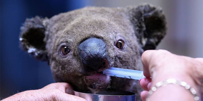 I koala sono stati colpiti da una malattia che li sta rendendo sterili