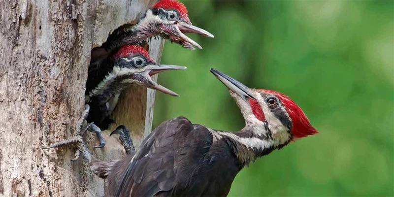 L'uomo ha causato l'estinzione di altre 23 specie