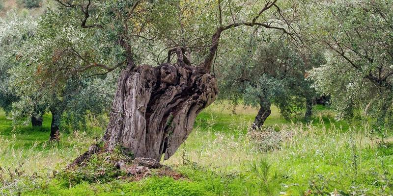 Cos'è la Xylella?