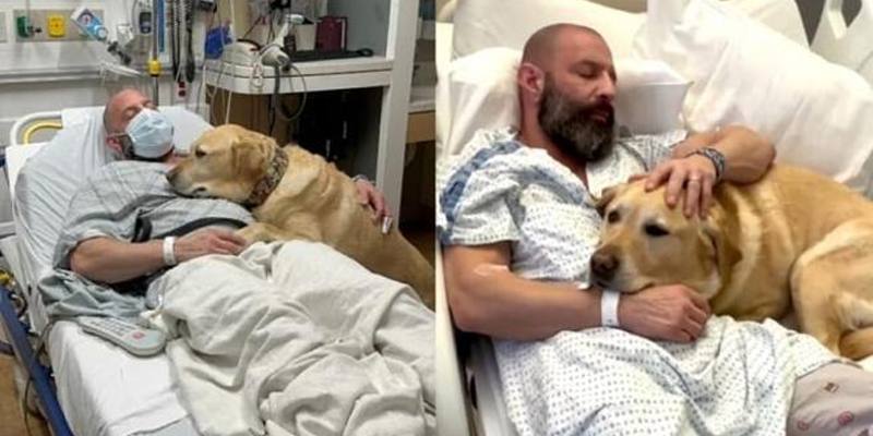 Il cane resta in ospedale con il suo padrone 24 ore su 24