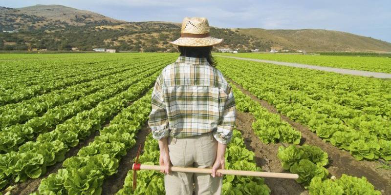 Le imprese guidate dagli under 35 crescono solo nel settore agricolo