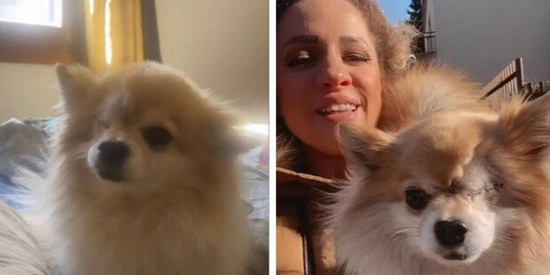 L'influencer Michela Morellato e il dramma del cagnolino Tank: Me lo hanno ridato senza un occhio