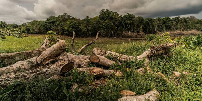 C'è una correlazione tra deforestazione e diminuzione delle piogge?