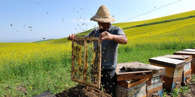 La siccità fa sparire un vasetto di miele su quattro