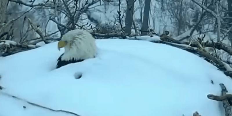 L’aquila di mare testabianca cova le uova nonostante sia quasi sepolta dalla neve