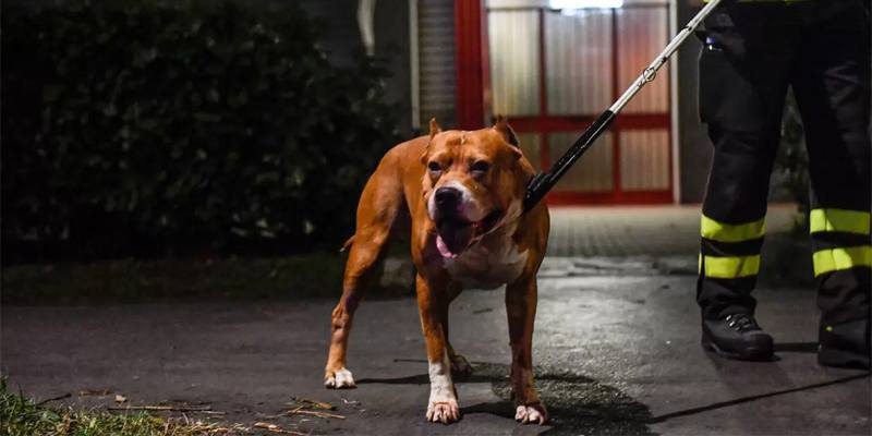 Una bimba di 3 anni è stata azzannata da un pitbull nel Messinese