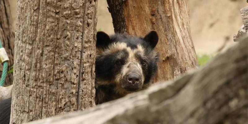 E' morta Bahia, l'ultima orsa andina presente in Italia