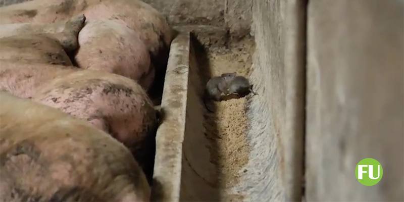 Negli allevamenti di maiali con cui verrà prodotto il salume dop girano topi che vengono mangiati dai suini 