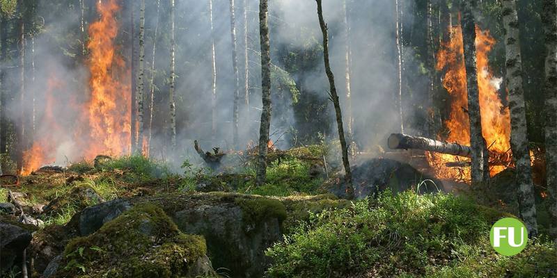 Chi c'è dietro il business degli incendi che ogni estate devastano il territorio italiano 