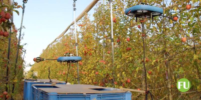 I droidi che raccolgono la frutta sono in azione anche in Italia