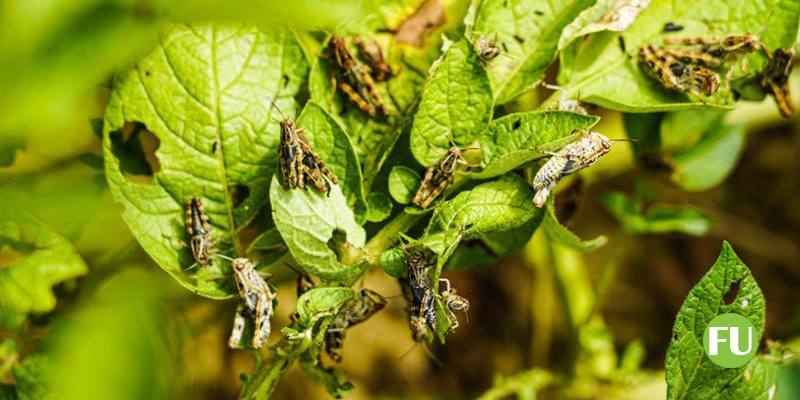 Invasione di insetti in Italia: aumento senza precedenti di zanzare, cavallette, coleotteri, pappataci e cimici