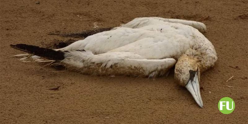 Milioni di uccelli uccisi dall’influenza aviaria