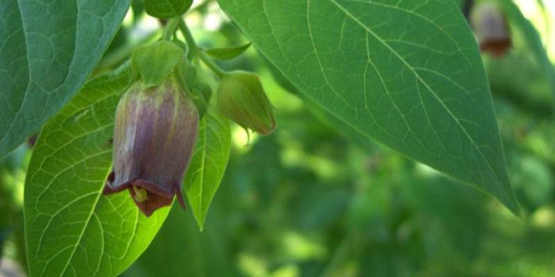 Belladonna: specifiche e proprietà