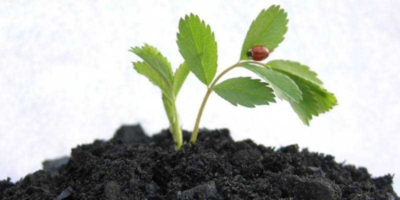 Carbone vegetale: specifiche e proprietà