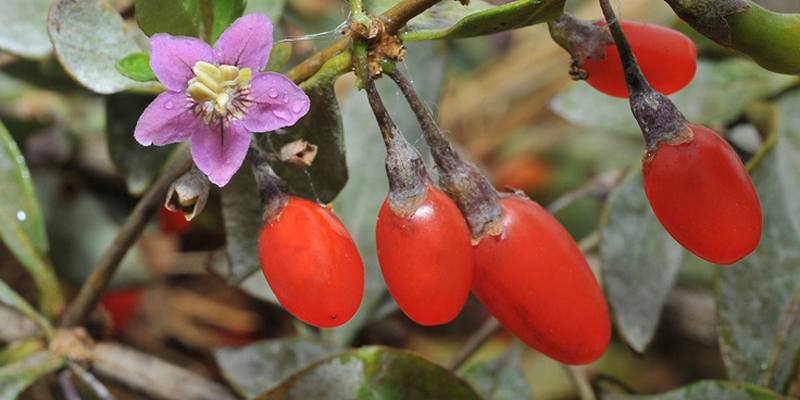 Bacche di Goji: specifiche e proprietà