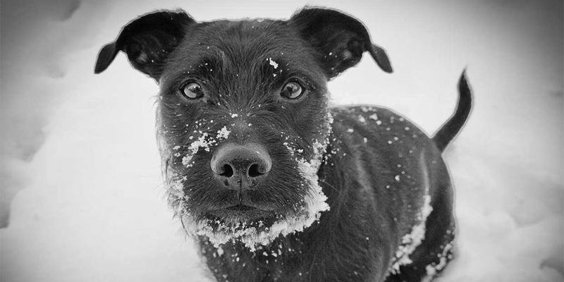 Perché si dice fa un freddo cane