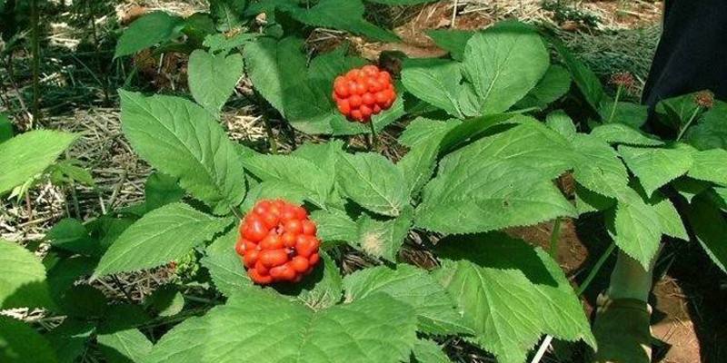 Ginseng: specifiche e proprietà