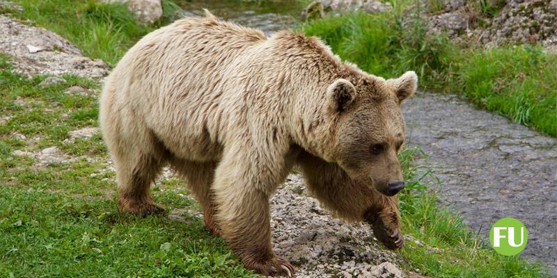 In Siberia gli orsi bruni non andranno in letargo per il troppo caldo