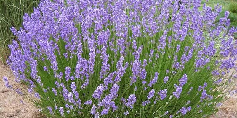 Lavanda: specifiche e proprietà