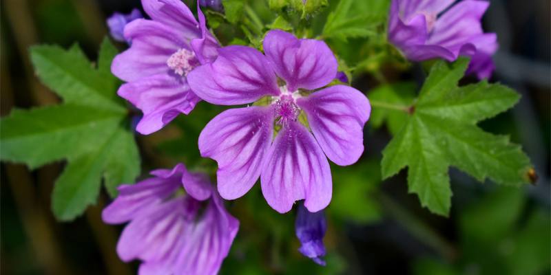 Malva: specifiche e proprietà