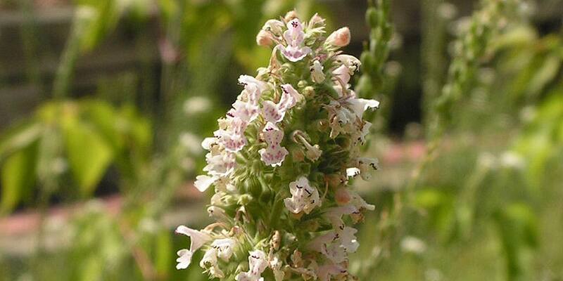 Nepeta Cataria (Erba Gatta): specifiche e proprietà