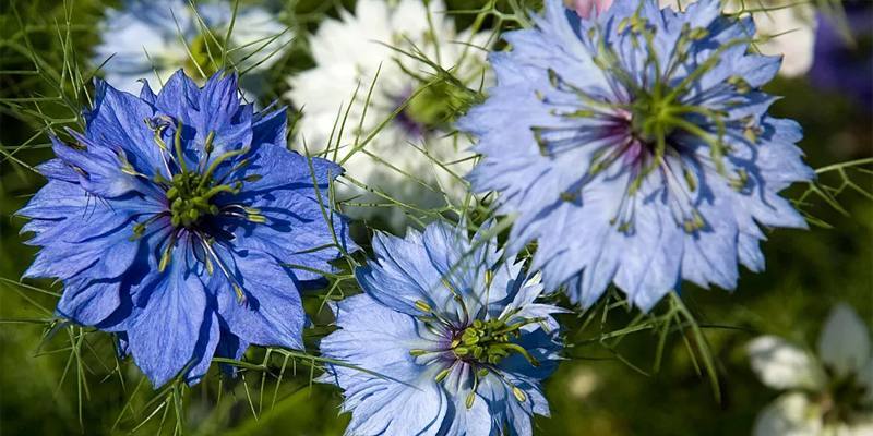 Nigella sativa: specifiche e proprietà