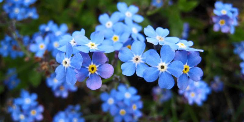 Non ti scordar di me (Myosotis): specifiche e proprietà