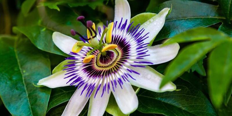 Passiflora: specifiche e proprietà