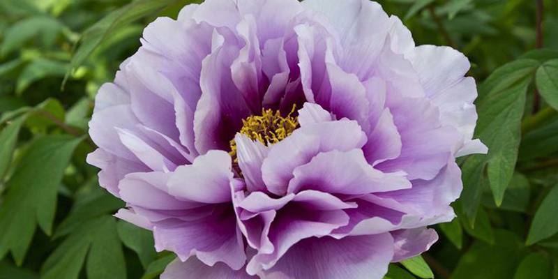 Peonia: specifiche e proprietà