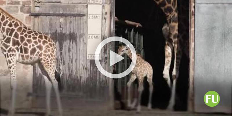 Il video del cucciolo di giraffa nello zoo di Chester