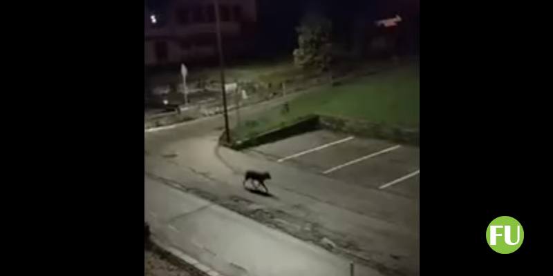 Il video del lupo tra le case del comune di Falcade (Belluno)