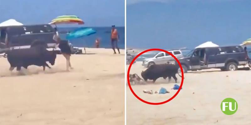 Il video della turista attaccata da un toro sulla spiaggia