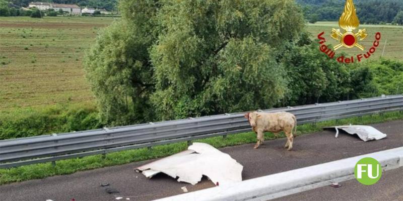 Il video del toro in fuga lungo l'A4 (catturato)