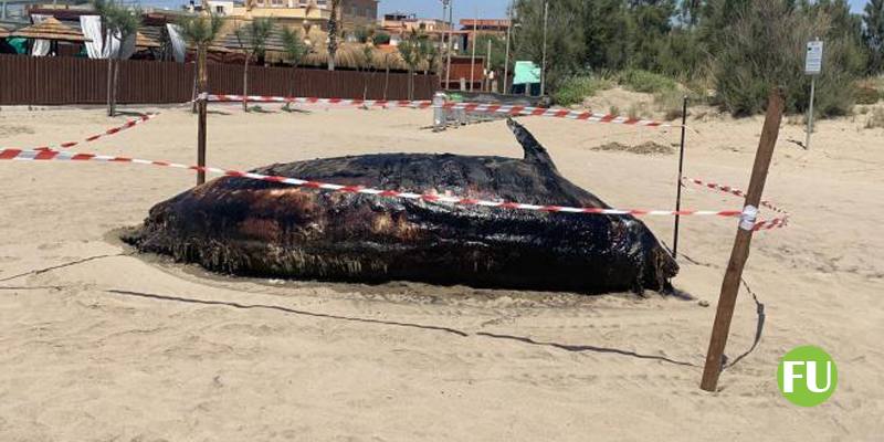 Il video della balena spiaggiata a Passoscuro (Fiumicino)