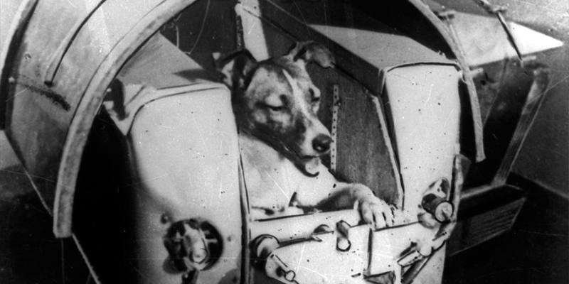 Laika, la storia del primo cane nello spazio