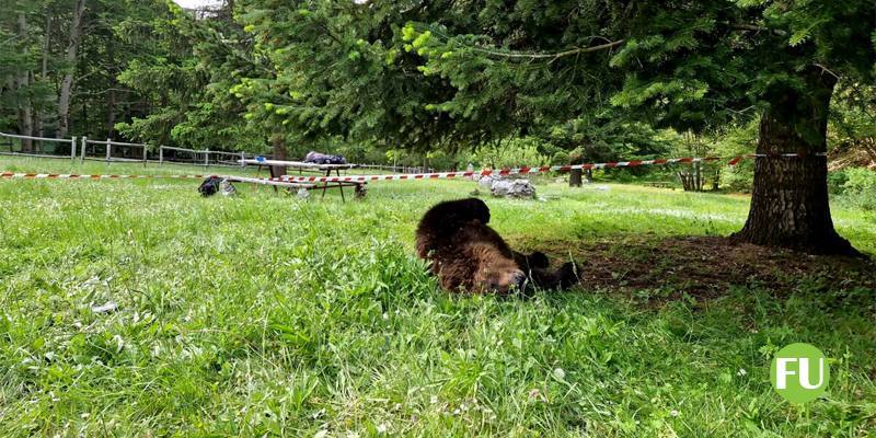 Orso trovato morto nel parco nazionale d'Abruzzo