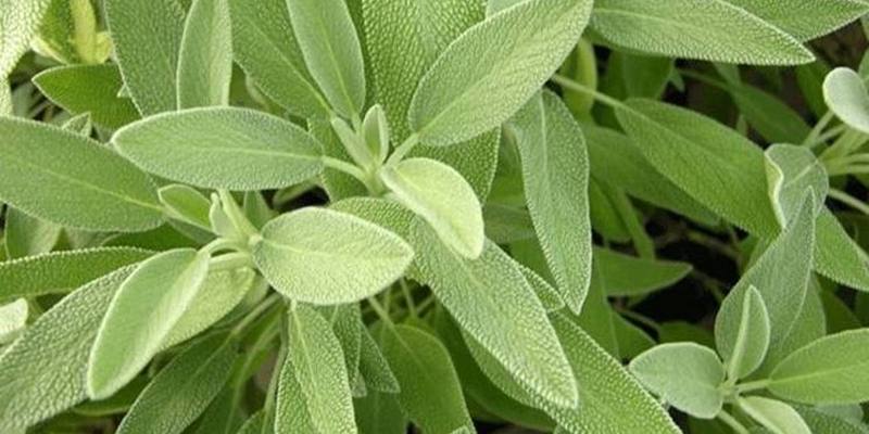 Salvia: specifiche e proprietà