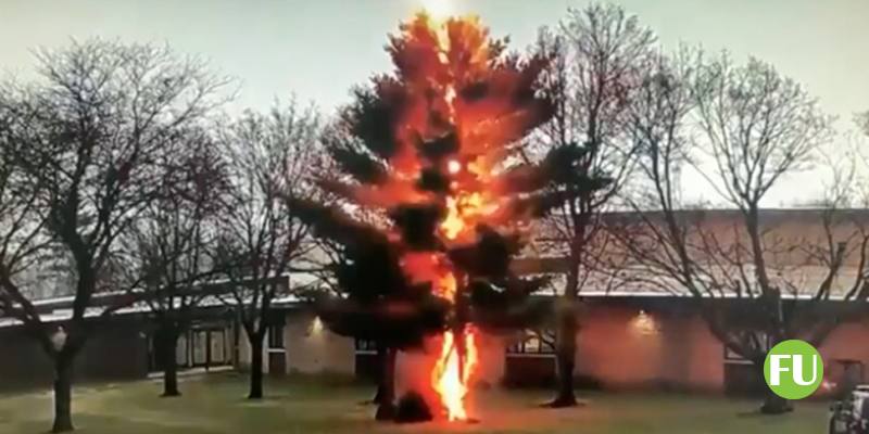 Il video del fulmine che colpisce l'albero e lo disintegra