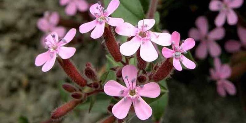 Saponaria: specifiche e proprietà