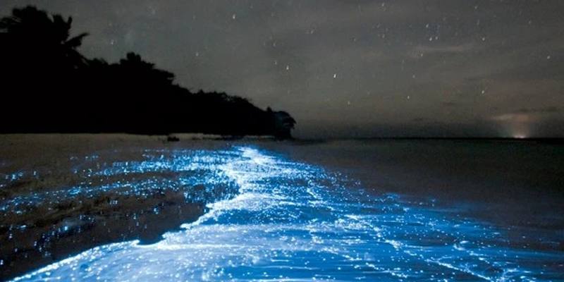 Cos'è la bioluminescenza marina?