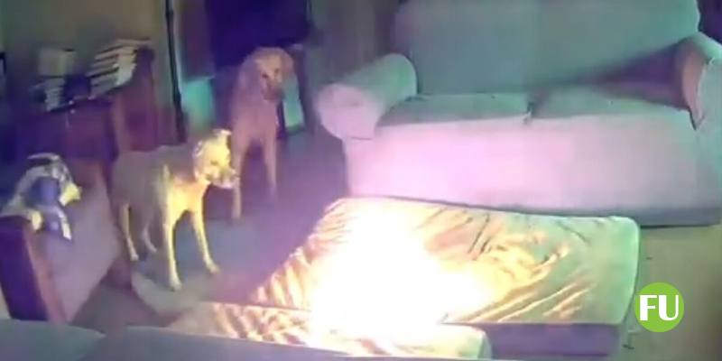 Il video del cane che cane che morde un carica batteria e fa scoppiare un incendio