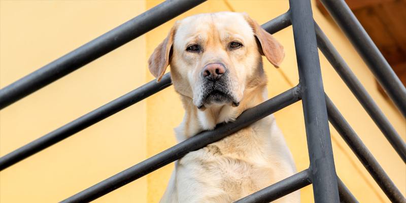 È reato tenere il cane sul balcone?