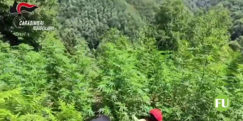 Il video della piantagione di cannabis nell'azienda agricola scoperta dai carabinieri