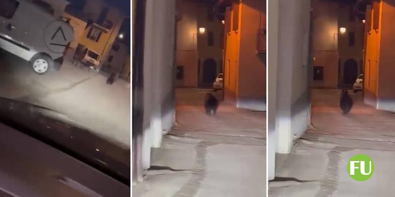 Il video dell'inseguimento di un automobilista a un orso tra le vie di Livemmo (Brescia)