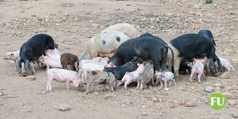 Peste Suina Africana ufficialmente sconfitta in Sardegna