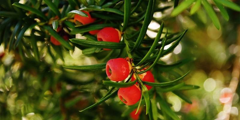 Tasso (taxus baccata): specifiche e proprietà