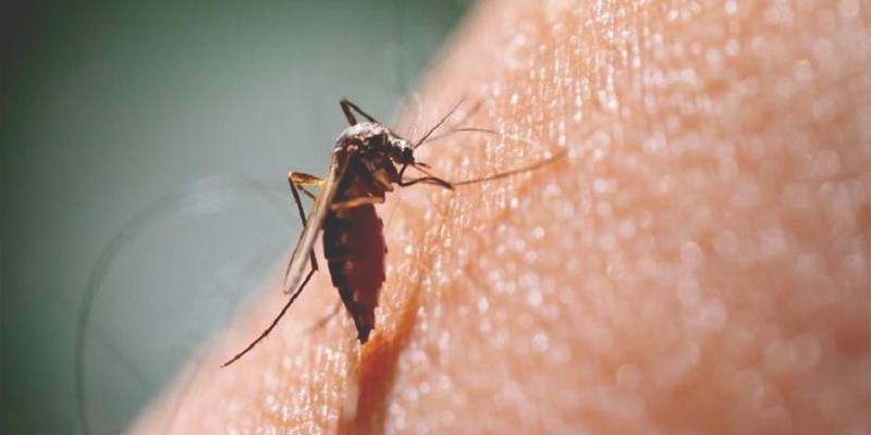 Le punture di zanzare utilizzate per somministrare il vaccino contro la malaria