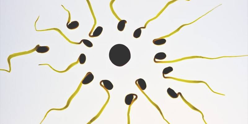 Scoperti batteri nel liquido seminale che riducono il numero degli spermatozoi (e aumentano l'infertilità maschile)